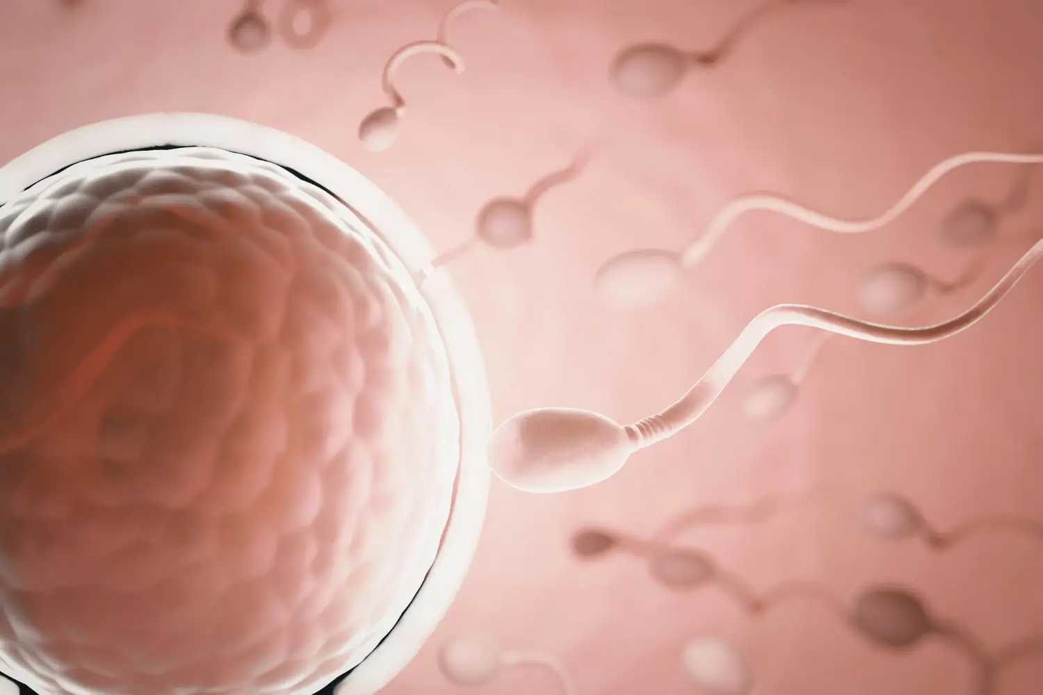 sperm cells swim to enter the egg cells