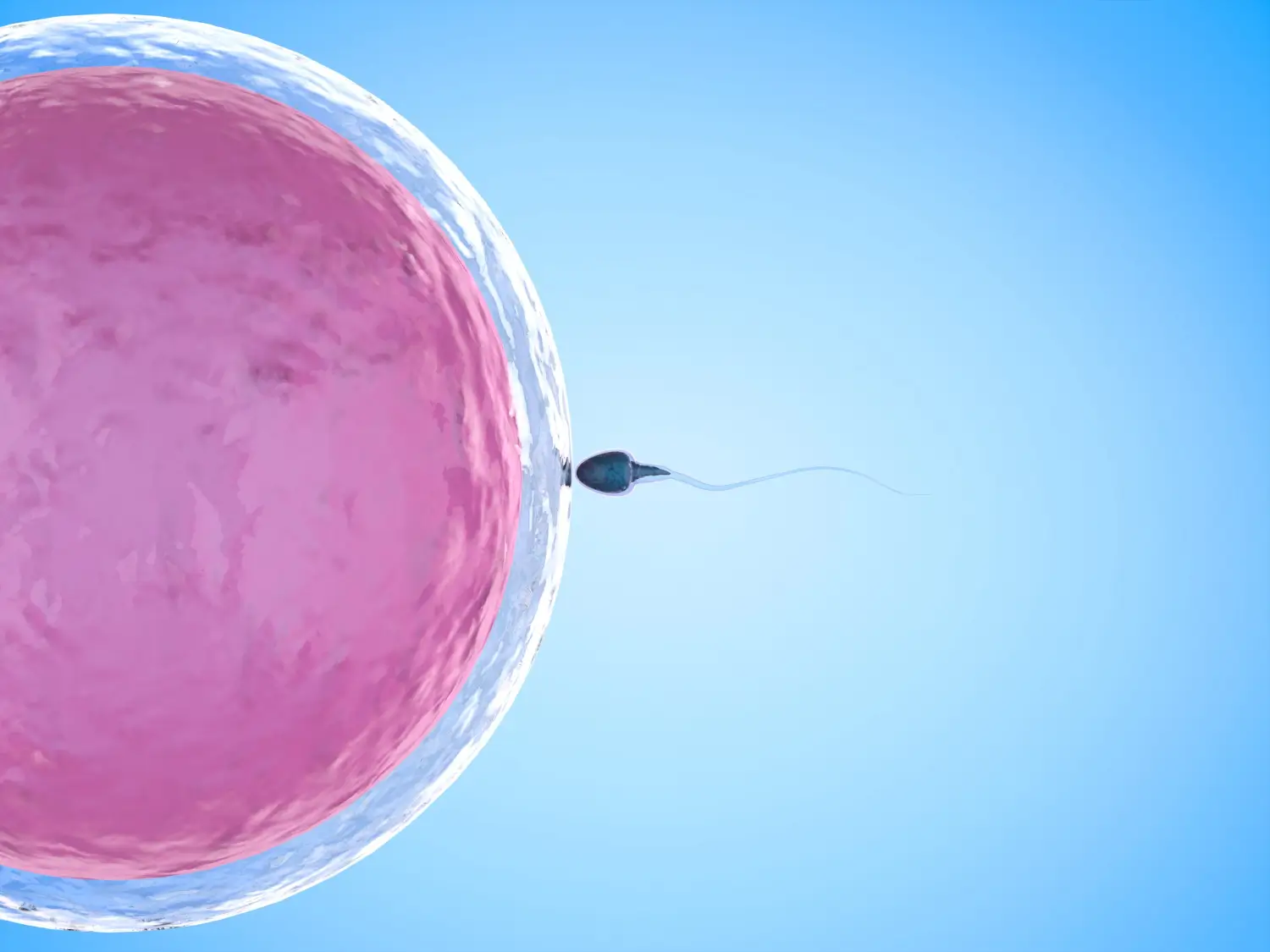 sperm cell and egg cell