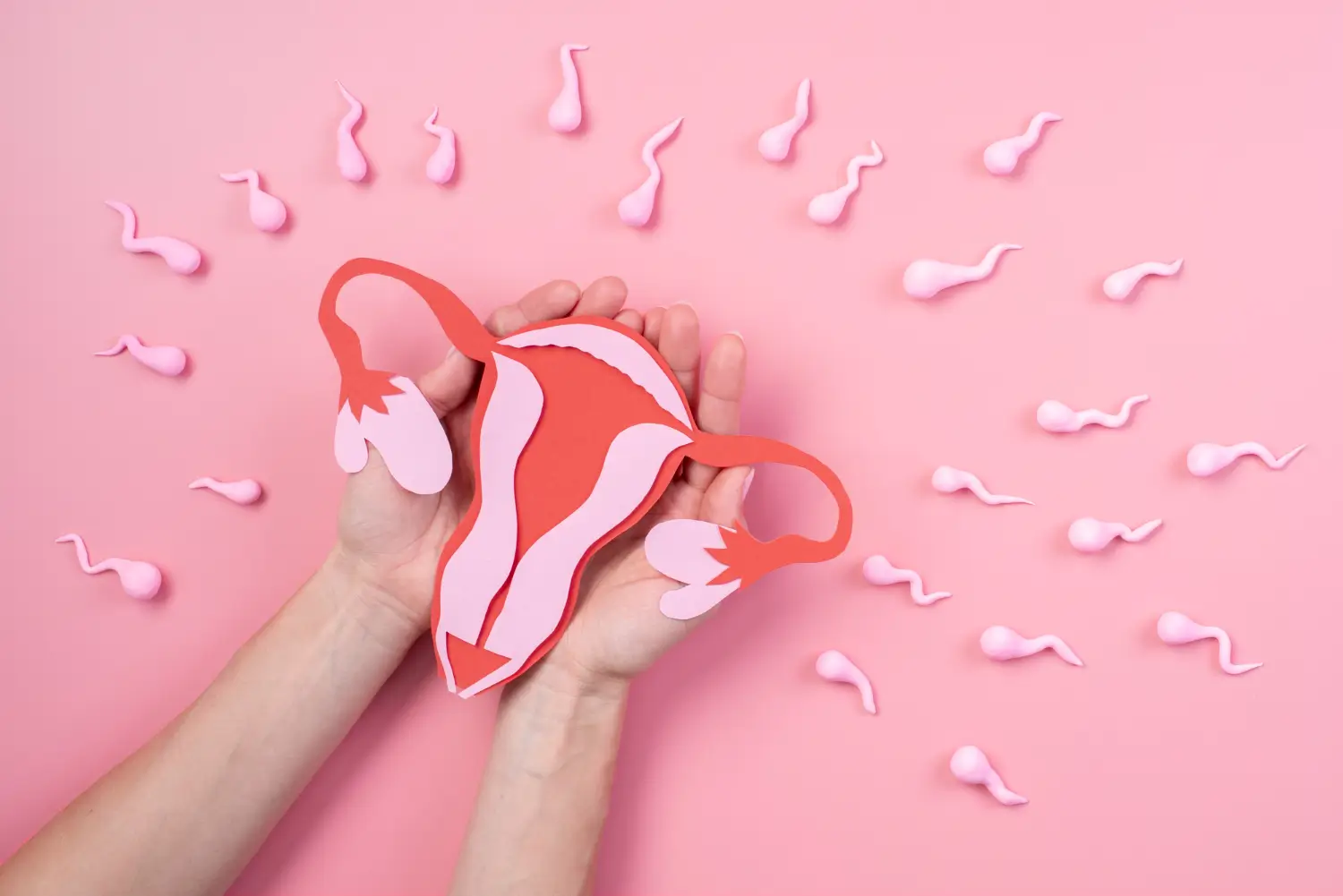 female uterus