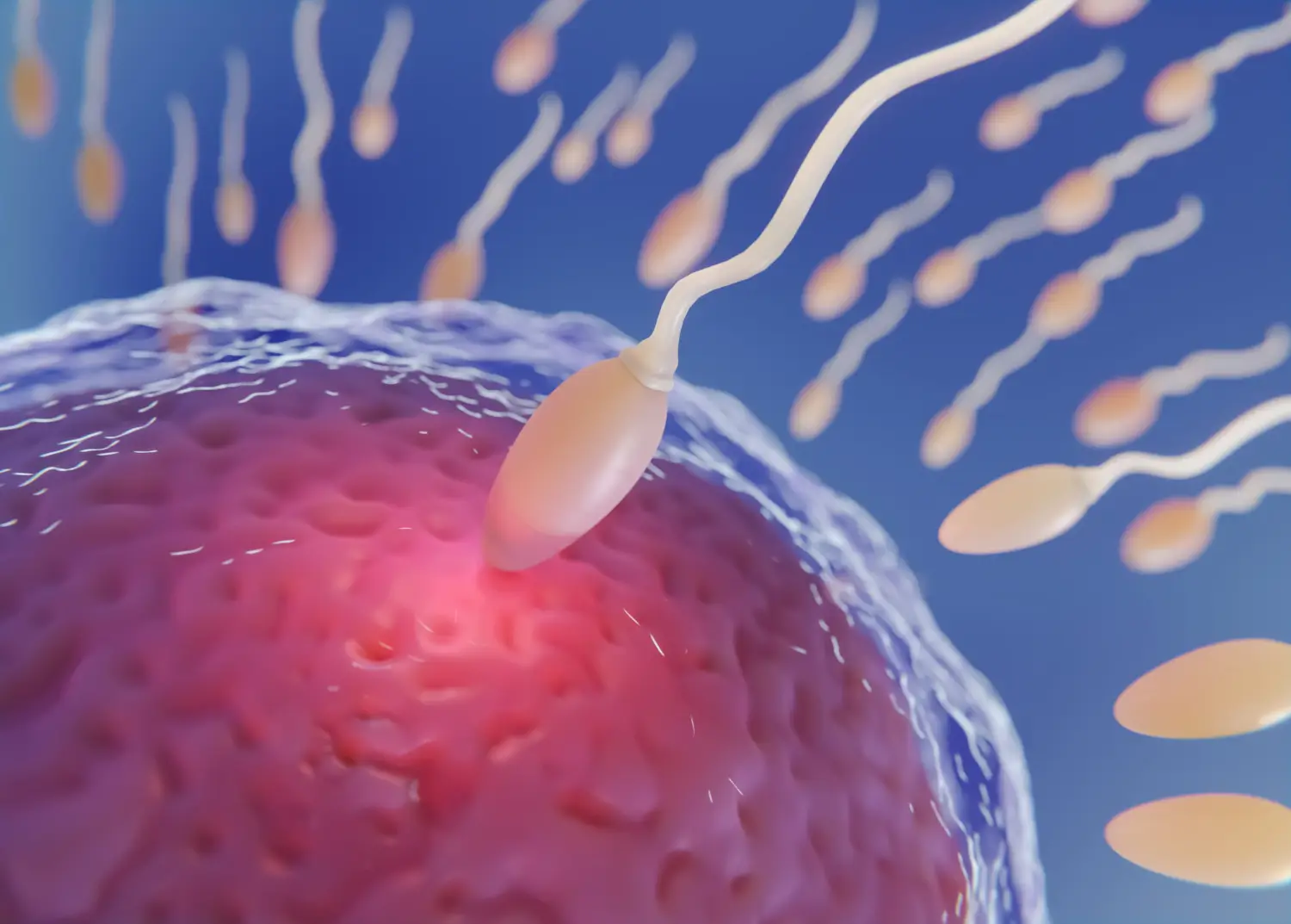 ovulation process