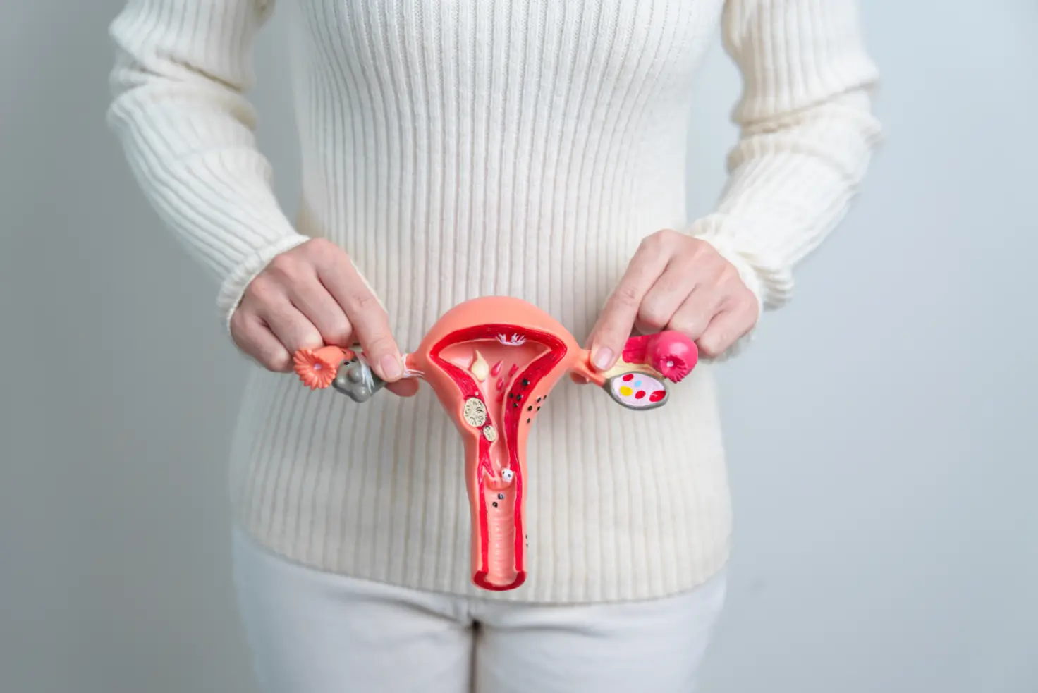 female organ model