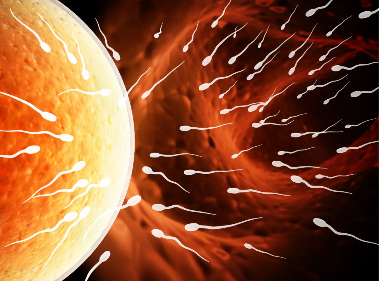 ovulation process inside the womb